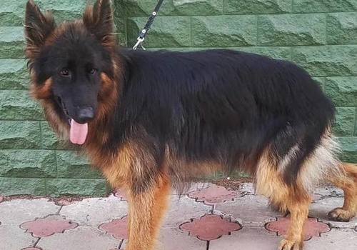 Дело о краже породистой собаки в Крыму дошло до суда