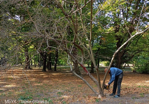 В Симферополе проводятся работы по обрезке деревьев