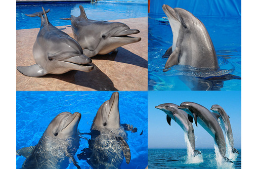 Севастопольский дельфинарий приглашает гостей и жителей города!