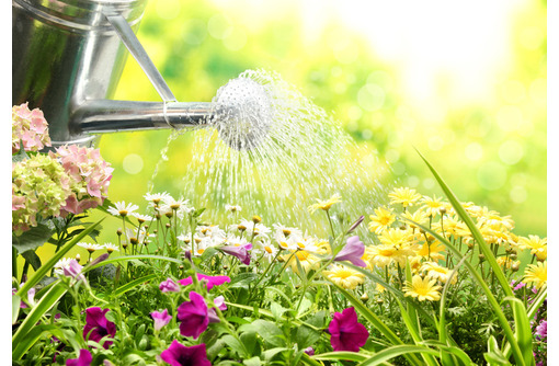 Мокрое дело: как правильно поливать огород в жару