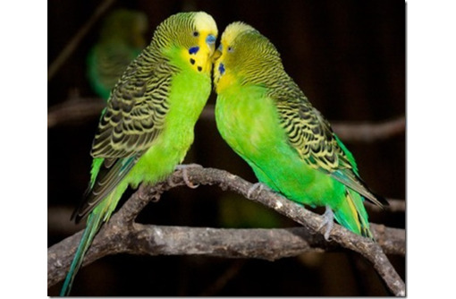 Как правильно содержать в неволе волнистых попугайчиков