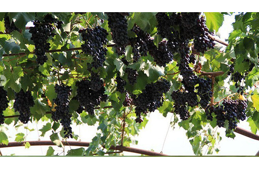 Питомник саженцев в Крыму – виноград, малина, клубника: выращиваем с заботой для прекрасного урожая!