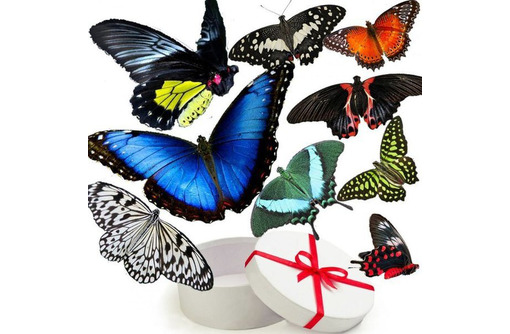 Живые бабочки в подарок в Крыму - «Дом бабочек в Крыму». Удивительный сюрприз для родных людей!
