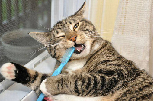 Как чистить зубы кошке? И зачем это нужно?