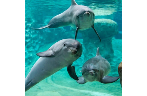 Где в Крыму увидеть дельфинов: афалину, белобочку и азовку ФОТО